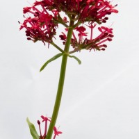 Red Valerian